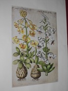 Kwiaty  reprint XIX w. grafik do aranżacji wnętrza