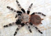Vitalius chromatus 