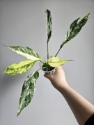 Sadzonka Spathiphyllum skrzydłokwiat diamond variegata świetne geny nr1