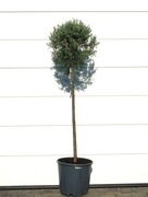 CYPRYS ARIZOŃSKI FASTIGIATA * DUŻY OKAZ * SUPER