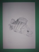 Kartka z życzeniami dla wędkarza, ryba - okoń.