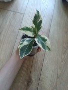 Fikus microcarpa albomarginata 