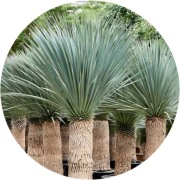 Yucca palmowa -  rostrata 'Sapphire Skies '