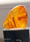 Bursztyn polerowany ręcznie-duża inkluzja zwierzęca !