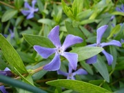 Barwinek zielny - okrywowy, na miejsca słoneczne