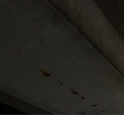 Rabbit - Adopt Me Roblox