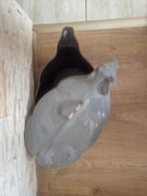 Garnek żeliwny  na indukcję