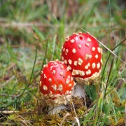 Plakat Amanita muscaria Muchomor czerwony