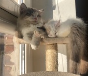 Fretka KOCHAMY KOTEŁY*PL - Ragdoll terapeutyczny