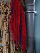 Amarantus Szarłat zwisly  suszony kwiaty bukiety czerwony 