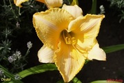 Hemerocallis / Liliowiec: Dedal