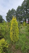 Tuja Golden Smaragd 100-120 cm żywopłotowa 