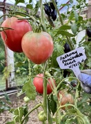 Pomidor Anthony’s Passionate Heart kolekcjonerskie nasiona