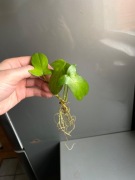 Philodendron pedatum sadzonka szczytowa rośliny kolekcjonerskiej