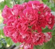 Sadzonka pelargonii Selesta Djulia 