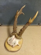 Poroże jelonka do zawieszenia