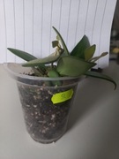 Hoya Hoja Ds-70wariegata