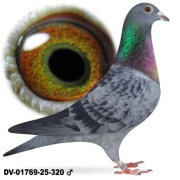 Młode 2026 para 24 oryg.  A&W Drapa 4x Pokerface 12x1 konk inbred 