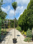 Wiśnia osobliwa umbraculifera prunus