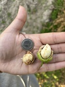 Orzechy laskowe młode w zielonej otulinie 