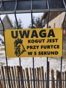 Tabliczka KOGUT JEST PRZY FURTCE W 5 SEKUND