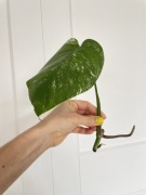 Monstera VARIEGATA