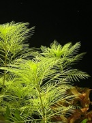 Myriophyllum mattogrossense, sadzonka ok. 7 cm, hodowla podwodna