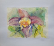 Akwarela obraz sasanka