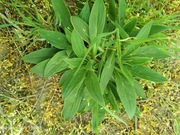 Lepnica biała sadzonka 