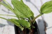 Duża sadzonka Scilla marmorata Drimiopsis ze zdjęcia bylina półcień