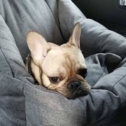 Fotelik samochodowy dla psów 