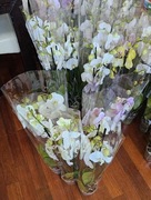 Storczyk żywy w doniczce 70 cm