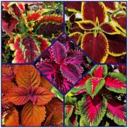 Koleus Rainbow - 5 odmian. 