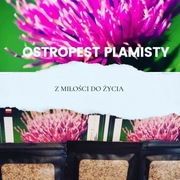 Polski ekologiczny mielony ostropest plamisty porcjowany