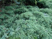 Jałowiec łuskowaty sadzonka trzyletnia WYPRZEDAŻ