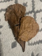 Liście ketapangu (migdałecznik) do akwarium