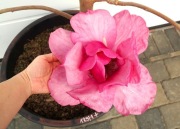 MAGNOLIA FELIX JURY * BARDZO DUŻY - KWITNĄCY OKAZ * CUDO