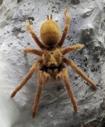 Neoholothele incei gold 1.5-2DC