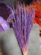 Trawa leśna fiolet trzcinnik zboże susz naturalne trawy na palmy 