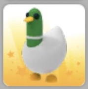Adopt me Silly Duck Roblox