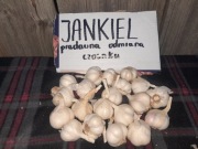 Czosnek wiosenny stara unikatowa odmiana Jankiel 5 szt 