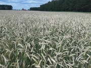 Zielony nawóz żyto ozime na poplon ekologiczny nawóz 20kg