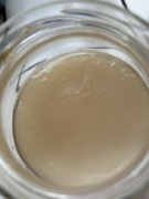 KOMBUCHA grzybek herbaciany