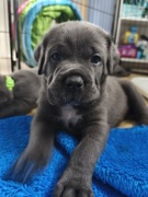 Cane Corso szczeniak