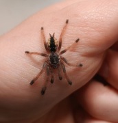 Pająk ptasznik nadrzewny Amazonius burgessi L2