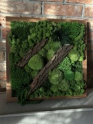 Obraz z mchu i roślin stabilizowanych 