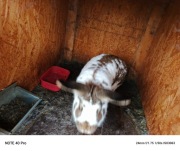 Króliki samce mieszańce 