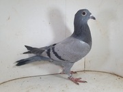 Samica Roeper x Marien Linia SUper lotników pod WG 