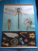 IKEA Plakat ścienny obraz "Dragonfly"