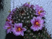 Mammillaria Sheldonii. Duży, pięknie kwitnący okaz !!!
